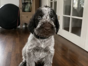 German Shorthaired Pointer (Vorsteh) · Varde · Dana Riecke