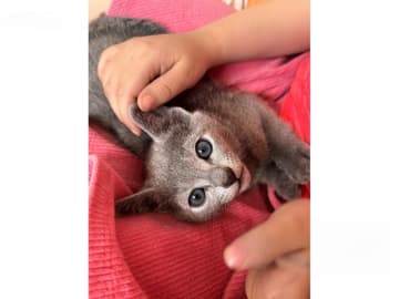 Russian Blue · Sundbyberg · S*Tsarens