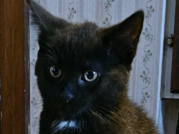 Norwegian Forest · Torsby · Cute Happiness