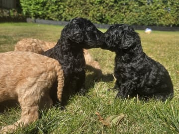 Standard Poodle · Hurup Thy · Fashion Dreams
