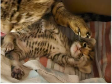 Ocicat · Göteborg · S*Wagga Wagga's