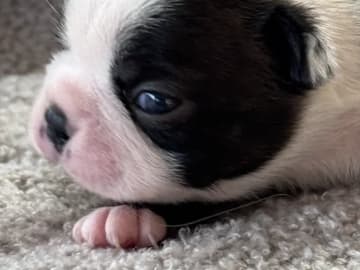Bostonterrier · Klæbu · Marianne Arntzen