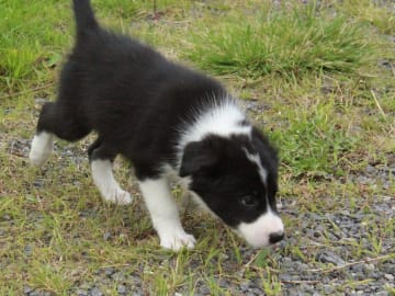 Border collie · Rennebu · Bårva