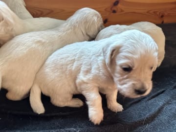 Golden retriever · Mariestad · Fanzia