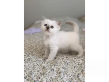 Hellig birma · Eslöv · SE*DiddlyPawsFarm