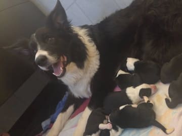 Border Collie · Hjørungavåg · Tor Atle Valderhaug