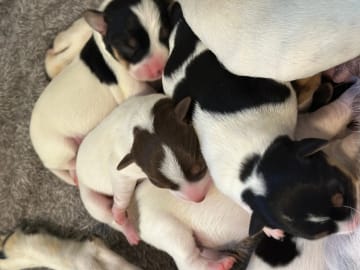 Danish Swedish Farmdog · Hemsedal · Kristin Lysne Larsen