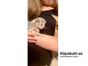 Abyssiner katt · Karlskrona · SE*Babytassens