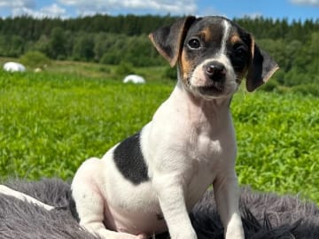 Dansk-svensk gårdshund · Älekulla · Lillhovens