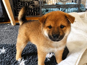Shiba · Kvänum · Urban Dawgs