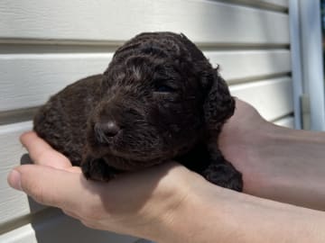 Labradoodle · Nol · Lyckliga Vovven