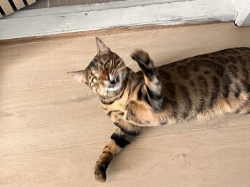 Bengal · Kolltveit · Hoang L.