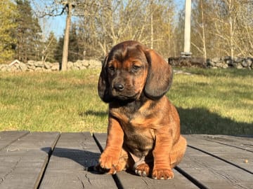 Alpenländische dachsbracke · Tibro · Karlsberg Bracke Kennel