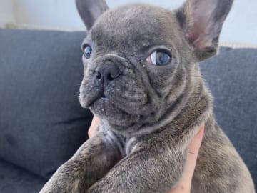 Fransk bulldogg · Norrköping · Emiras frallor