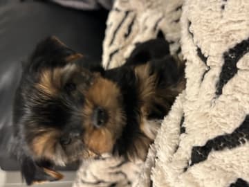 Yorkshire terrier · Porsgrunn · Unn-Lisbeth Iversen