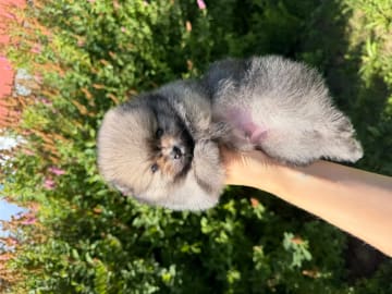 Pomeranian · Sandefjord · Gabriela Michelle Løberg