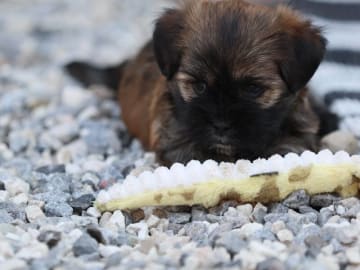 Lhasa apso · Gjerlev J · Crystal Eye's