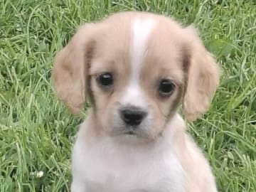 Cavapoo · Virsbo · Malin A.