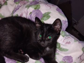 Perser / Bondkatt · Årjäng · Malin B.