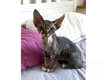Devon Rex · Husum · S*Bonnea’s