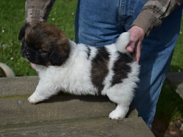 Tibetansk spaniel · Rødby · Askim's
