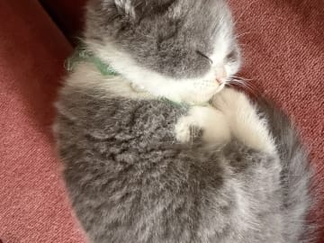 British Shorthair · Katrineholm · Crazy catlady