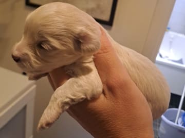 Maltipoo · Torshälla · Maltipoo