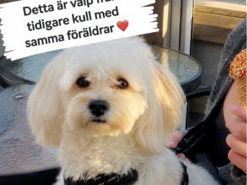 Havapoo · Hällevadsholm · Åsa N.