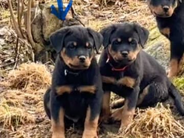 Rottweiler · Frövi · Kennel Tapto's