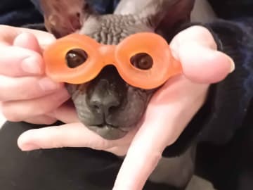 Sphynx · Grums · Eric H.