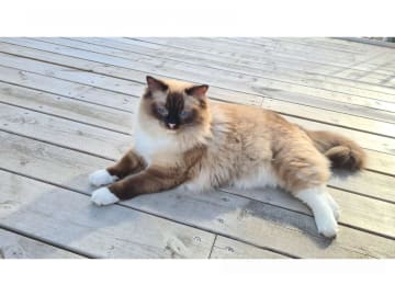 Ragdoll · Eskilstuna · Anders Söderberg