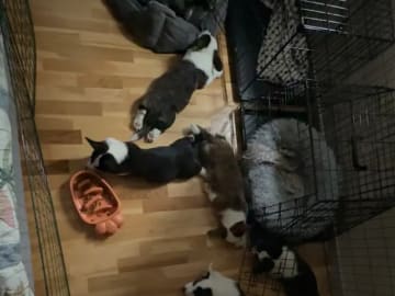 Welsh Corgi Cardigan · Støren · Hege Bjørklund Størseth