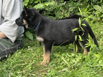 Tysk Schäferhund · Perstorp · Anela M.