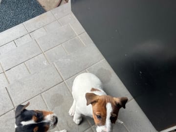 Jack russell terrier · Torshälla · Lovelight Kennel