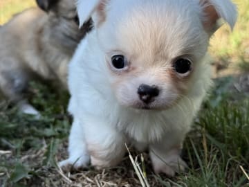 Chihuahua · Præstø · Cuba Duba's