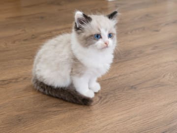 Ragdoll · Rörvik · SE*Silverkissen