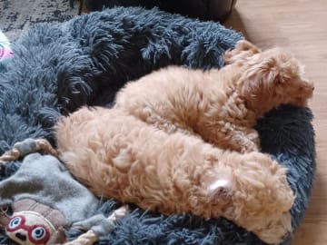 Blandras Dvärg pudel/ Bichon Havanais · Höör · Carola J.