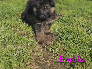 Tysk Schäferhund · Orkanger · Theahagen