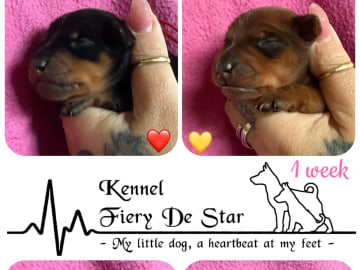 Dvärgpinscher · Gimse · Fiery De Star