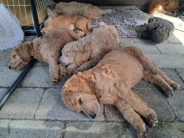 Golden Curly Dream