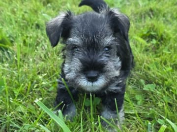 Dvärgschnauzer · Uddevalla · Little Tassa's