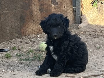 Aussiedoodle · Fredericia · Overgaards hvalpe