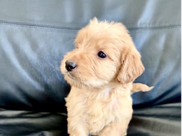 Labradoodle · Vittsjö · Fluffssons