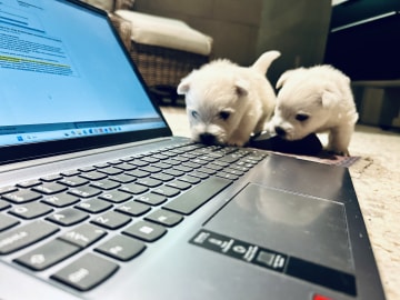 West Highland White Terrier · Perstorp · Charlotta W.