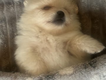 Pomeranian · Västerås · Therese L.