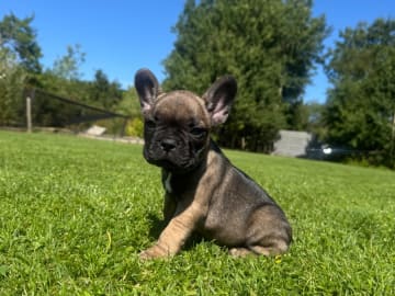 Fransk bulldogg · Grebbestad · Callustus
