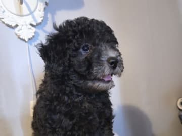Shihpoo