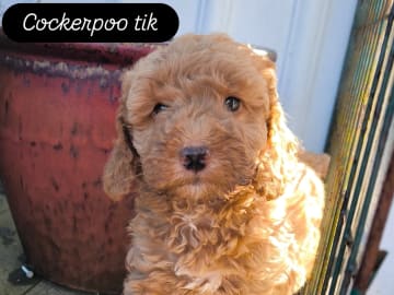 Cockerpoo · Nol · Anfastebo hunduppfödning