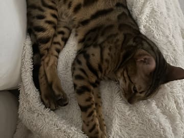 Bengal · Sundbyberg · Emina A.