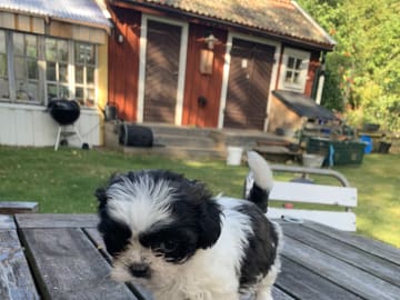 Shipoo/Pekingese · Larv · Yvonne H.